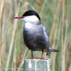 Whiskered Tern; Fumarel Cariblanco