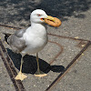 Yellow legged Gull