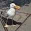 Yellow legged Gull
