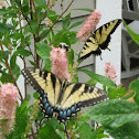 Eastern Tiger Swallowtail