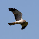 Northern Harrier (Male)
