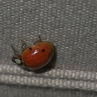 Harlequin ladybird, Asian lady beetle or Japanese ladybug Harmonia axyridis