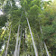 Bamboo forest