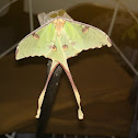 African Luna Moth