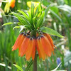 Crown imperial or Kaiser's Crown