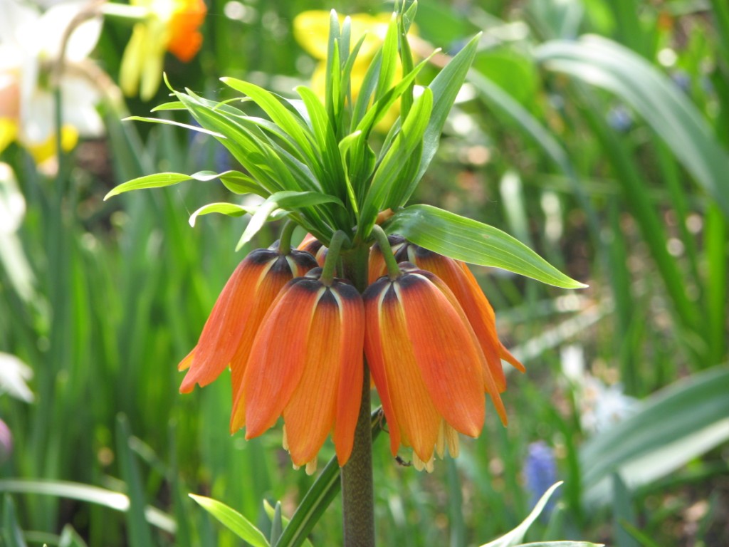 Crown imperial or Kaiser's Crown