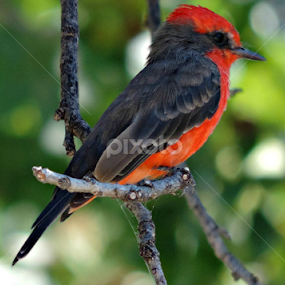 Vermilion Flycatcher by Christie Chambers - Animals Birds
