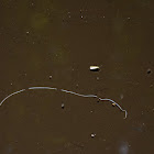 Unknown Planaria