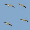 American White Pelican