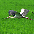 Tabuiaiá (Maguari Stork)