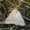 Litter moth