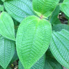 Beetle leaf vine