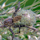 Trechaleid spider (female)
