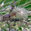 Trechaleid spider (female)