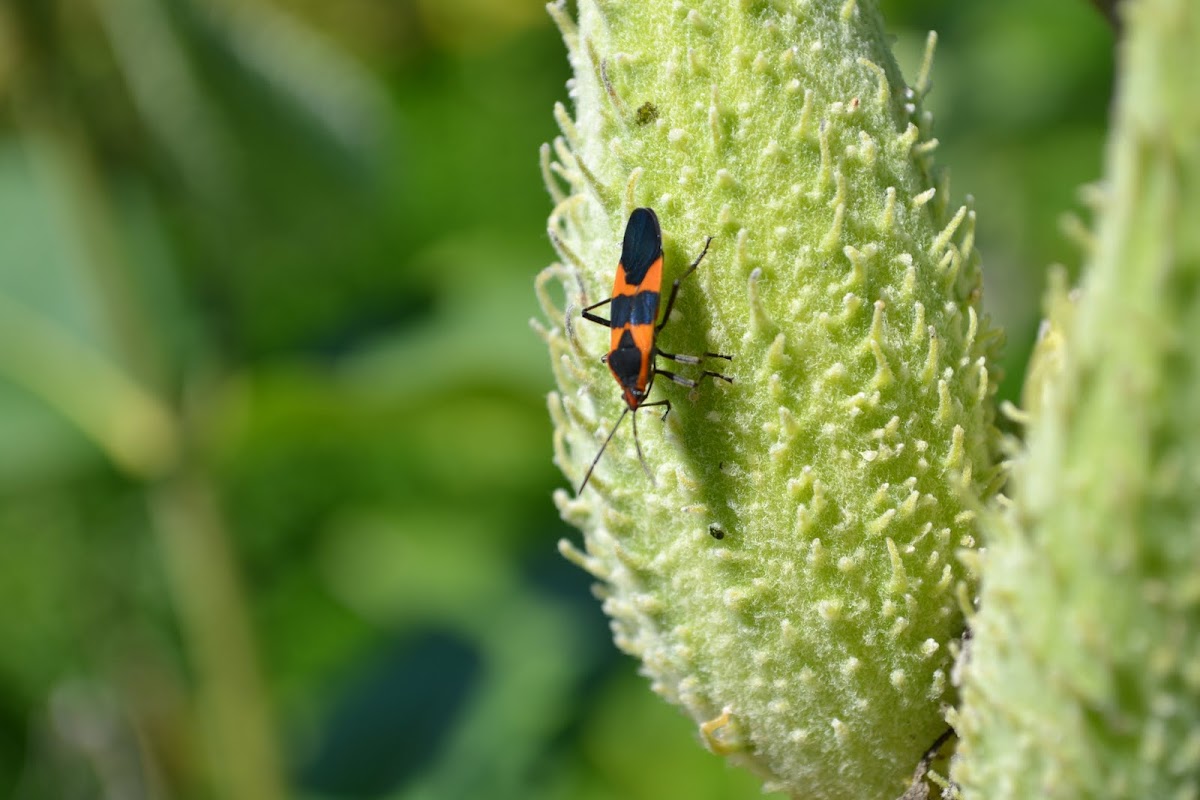 large milkweed bug