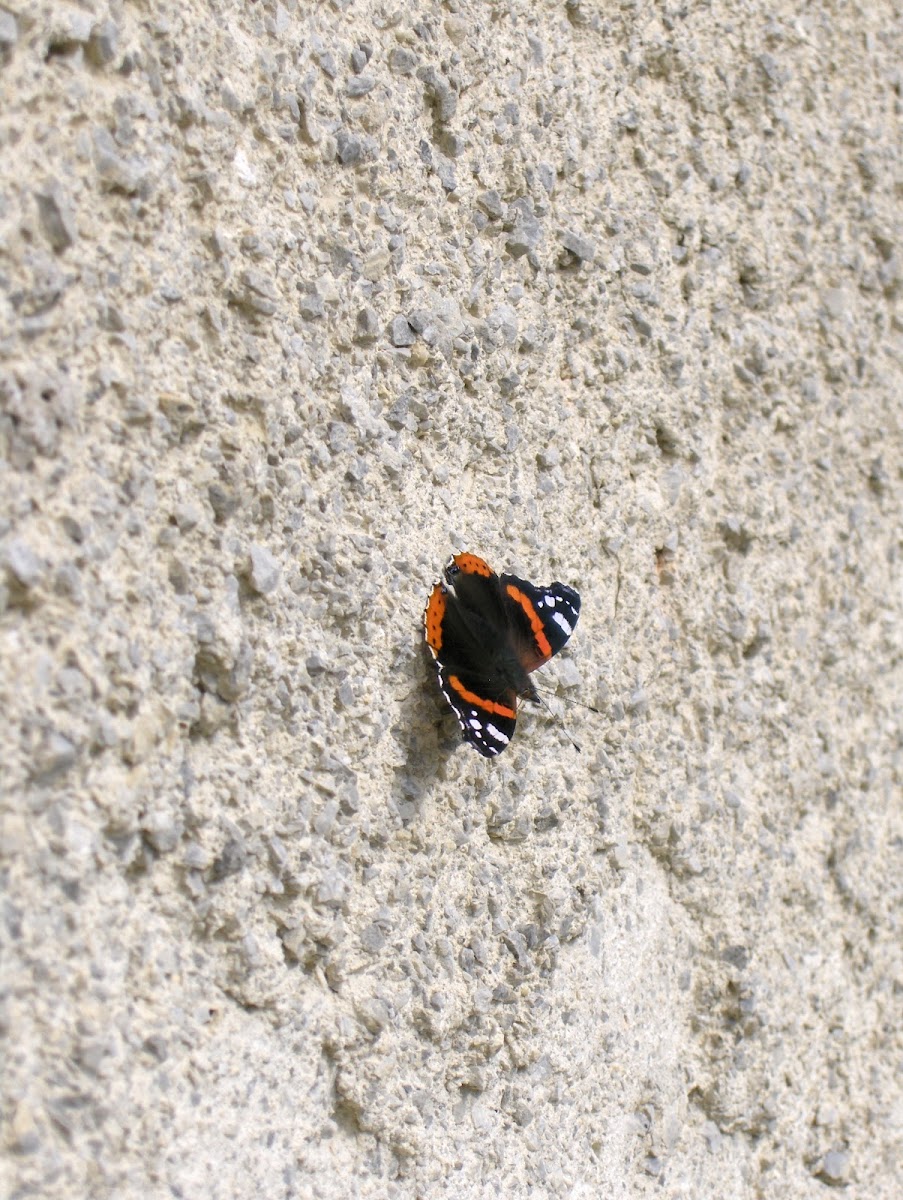 Red admiral/Admiral