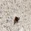 Red admiral/Admiral