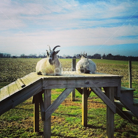 2 Billy Goat Gruffs by Dianne Collins - Animals Other Mammals