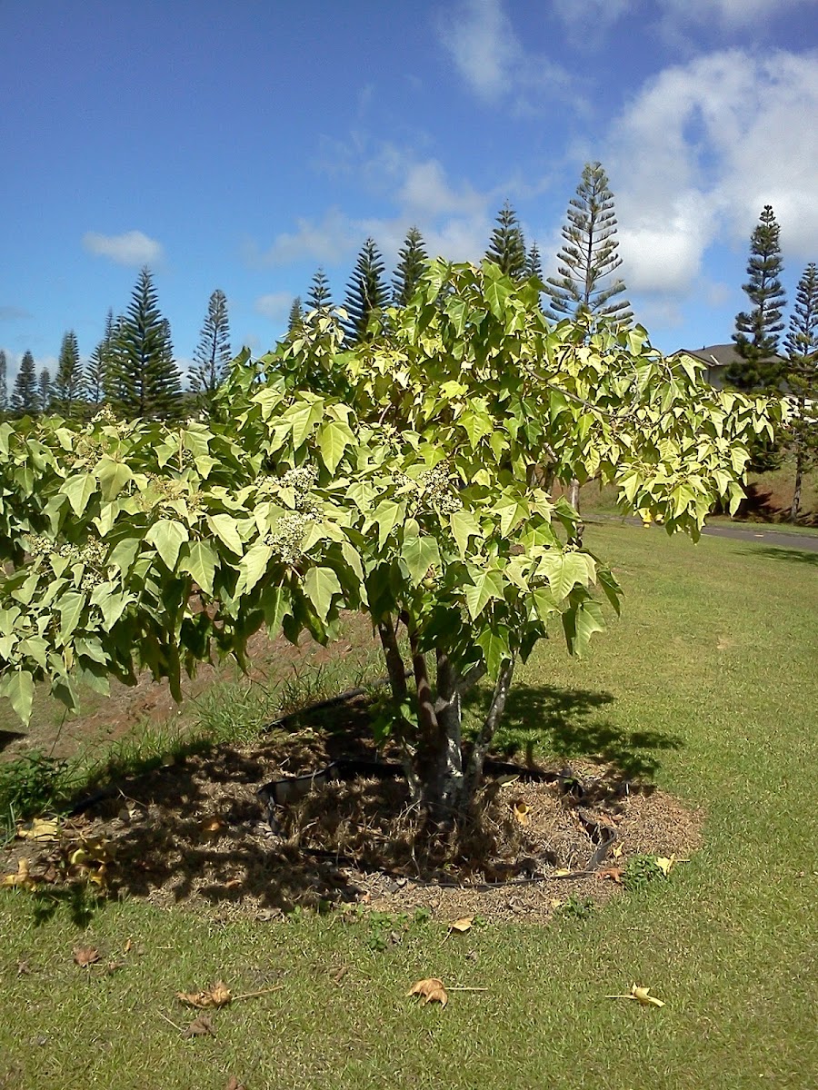 Kukui Nut Tree