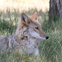 Coyote (Pups and Female)