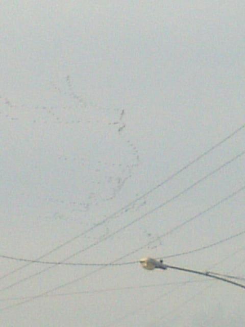 Birds Flying in V Formation
