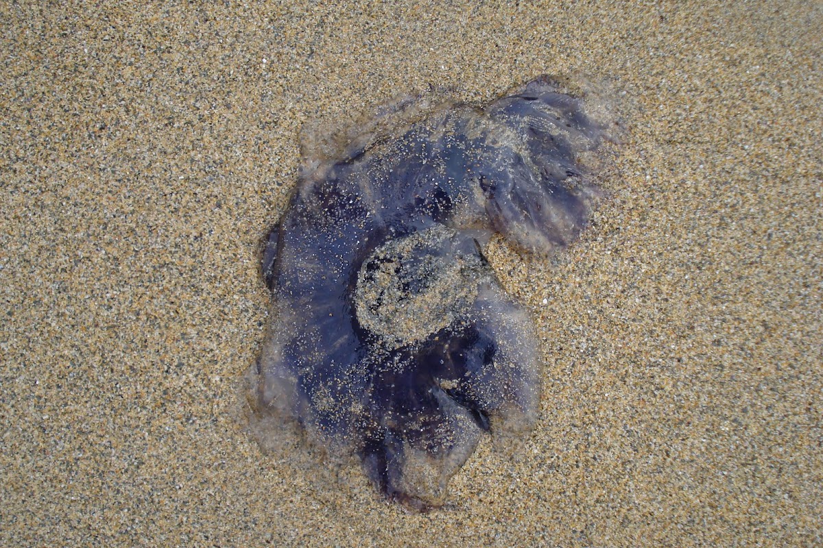 Bluefire Jellyfish