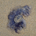 Bluefire Jellyfish