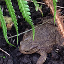 Common Toad