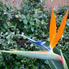 Bird of Paradise flower