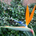 Bird of Paradise flower