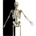 Visual Bones