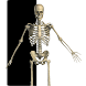 Visual Bones icon