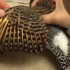 Common (Yellow-shafted) Flicker