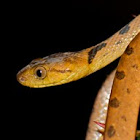 Northern Cat-eyed Snake
