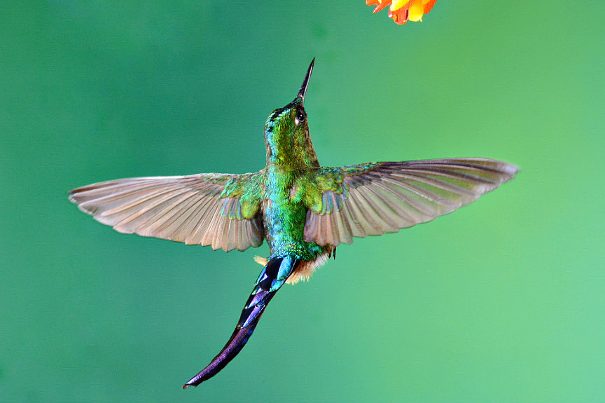 violet tailed sylph