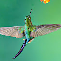 violet tailed sylph