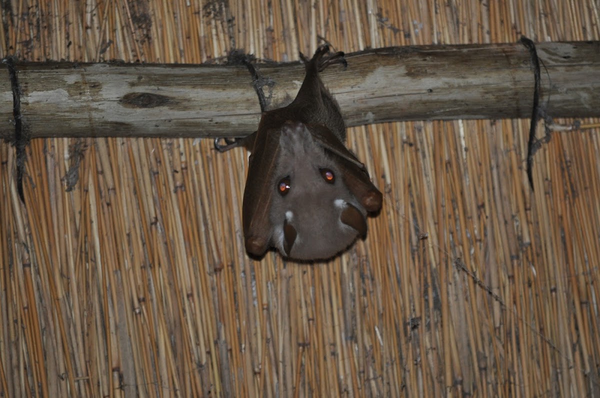 Peters's Epauletted Fruit Bat