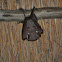 Peters's Epauletted Fruit Bat