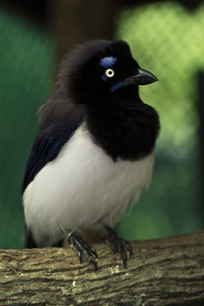 Black-chested Jay