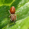 Spider (male)