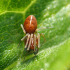 Spider (male)