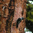 American three-toed woodpecker