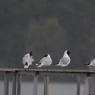 Rečni Galeb; Black-headed Gull
