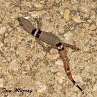 Yucatan Banded Gecko (immature)