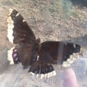 Mourningcloak butterfly