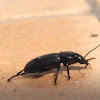 black Ground Beetle