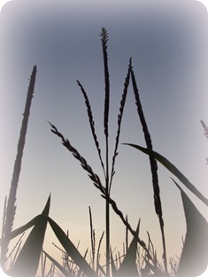 Corn Tasel 1