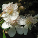 White Achiote Flower