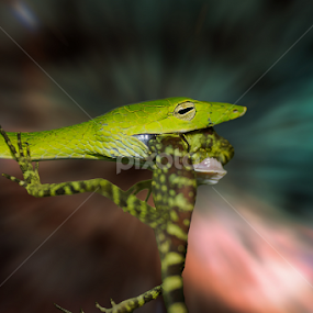 by Cikgu Al - Animals Reptiles