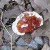 Reishi or Lingzhi mushroom